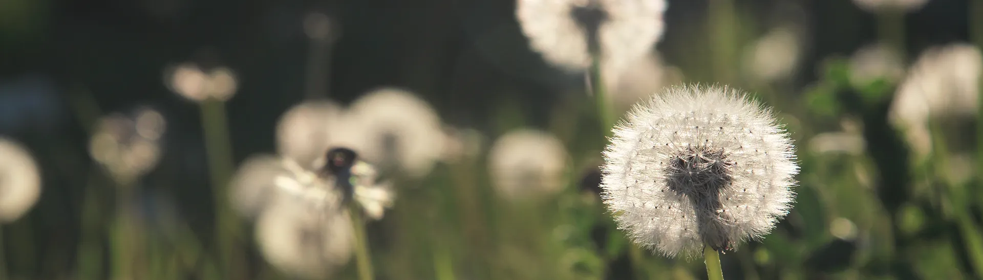 A group of white headed dandelions in a bright field.
