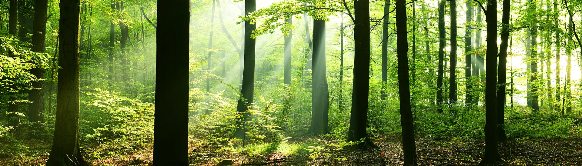 A picture from inside a forest with sunlight streaming through the trees on a warm day.